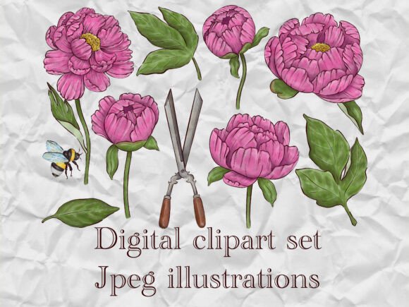 Peony Illustrations Set: Elevate Your Creative Projects with Timeless Beauty